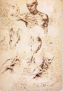 The muscles of Thorax and shoulders in a lebnden person Leonardo Da Vinci